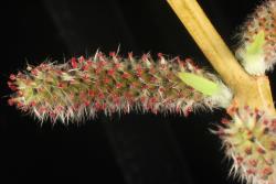 Salix purpurea. Female catkin.
 Image: D. Glenny © Landcare Research 2020 CC BY 4.0
